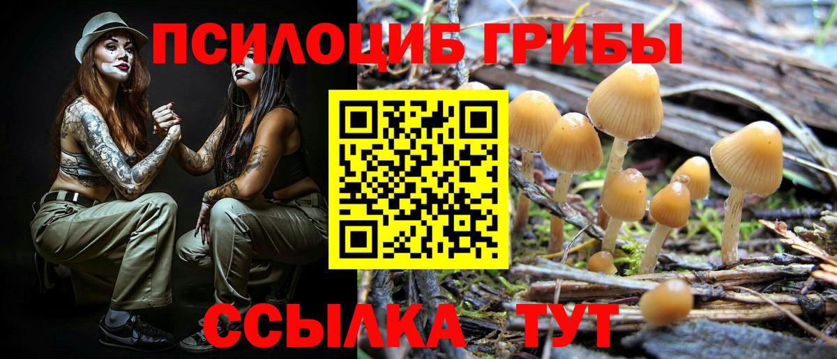 Галлюциногенные грибы Psilocybine cubensis Алексин